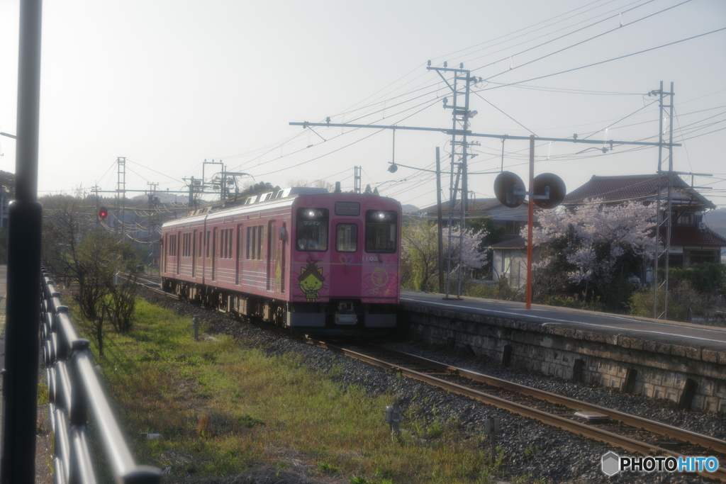 しまねっこ電車と桜