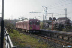 しまねっこ電車と桜