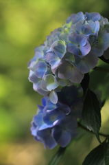 月照寺の紫陽花