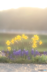 夕日に照らされて