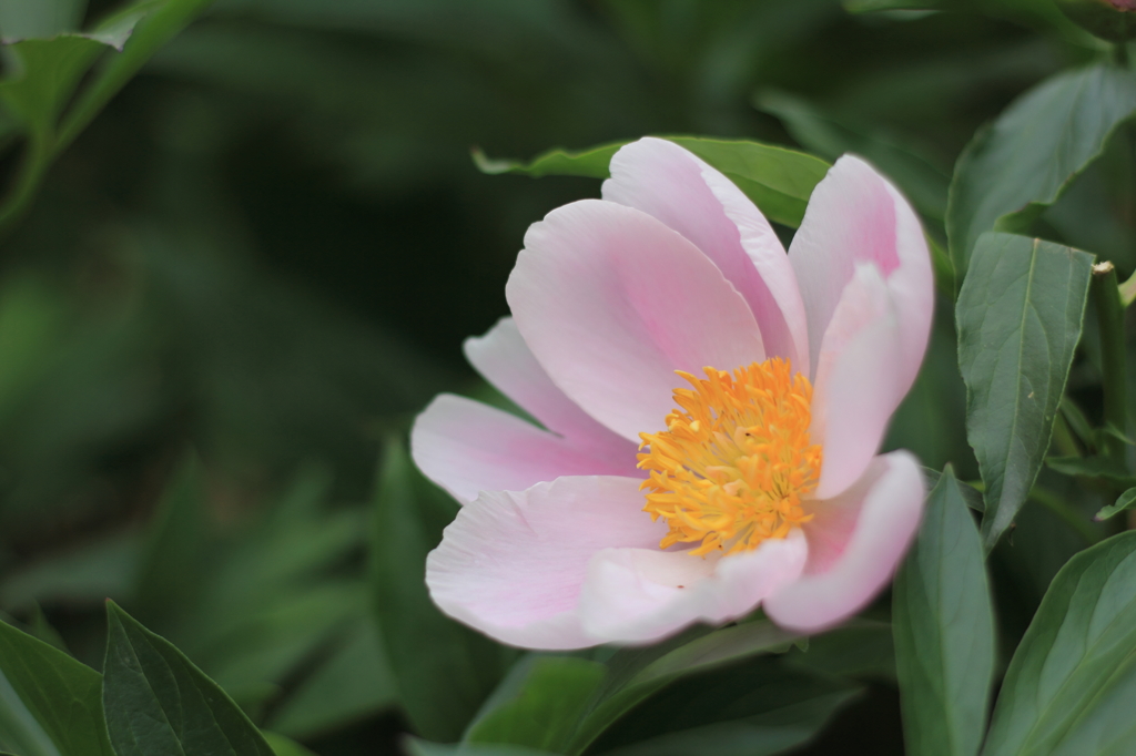 松江市　由志園　