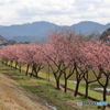 雲南市の河津桜