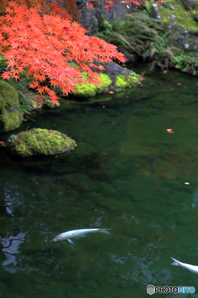 鯉のいる池