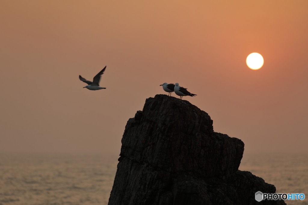 夕陽とウミネコ