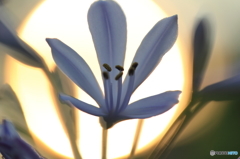 夕日を背に
