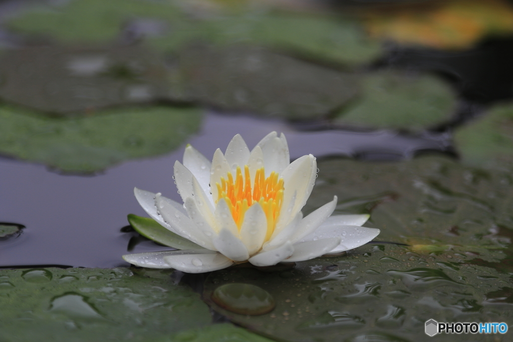 雨の中の睡蓮
