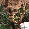 夜桜