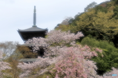 安来・清水寺　三重の塔と桜