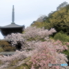 安来・清水寺　三重の塔と桜