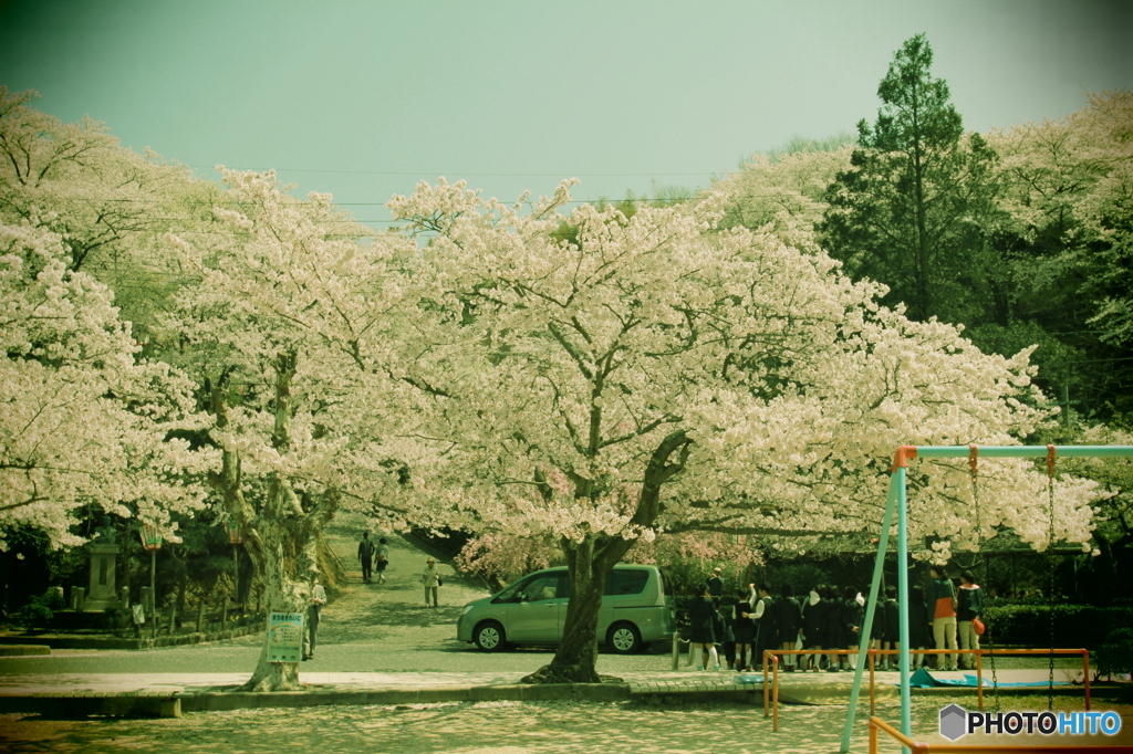 桜遠足