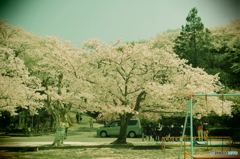 桜遠足