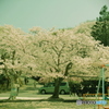 桜遠足