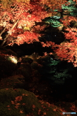 夜紅葉