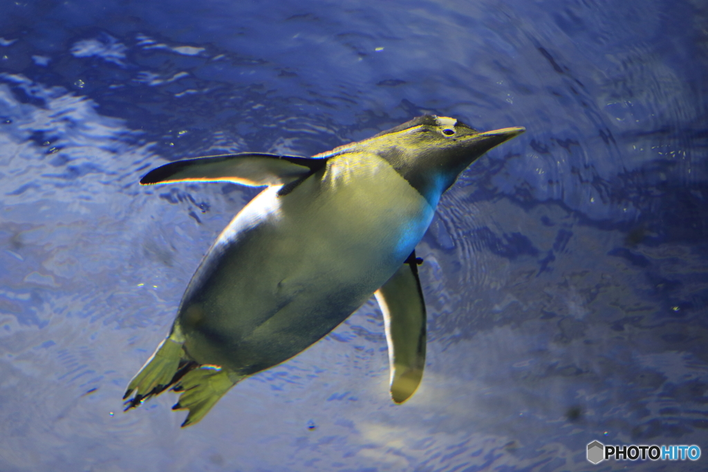 飛ぶペンギン