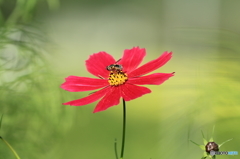 花のレストラン