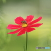 花のレストラン