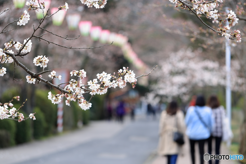 桜シーズン突入