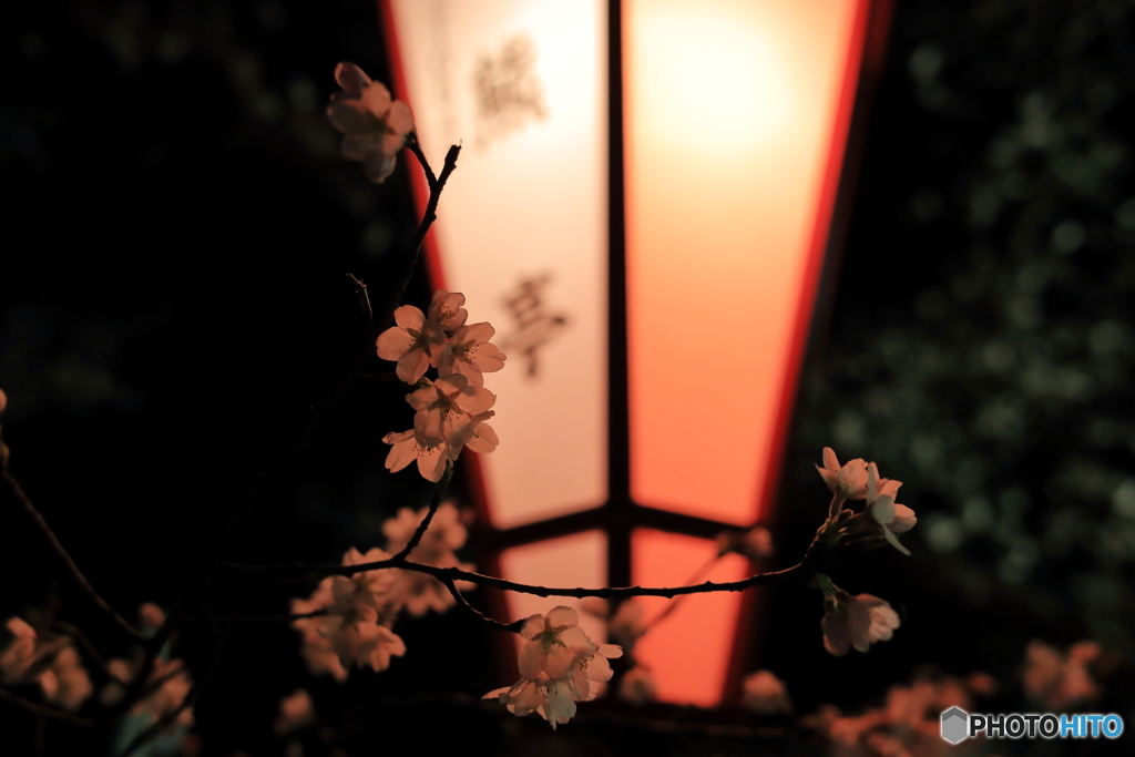 夜桜