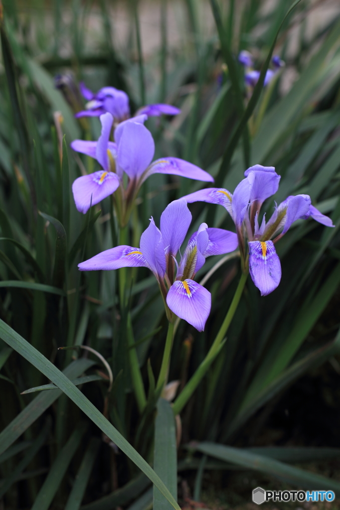 花菖蒲