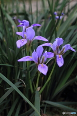 花菖蒲