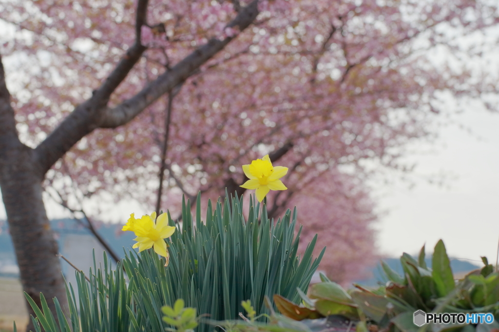 スイセンと河津桜