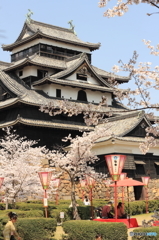 国宝松江城と桜
