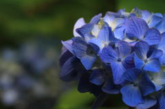 月照寺の紫陽花