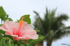 ＩＮ　沖縄