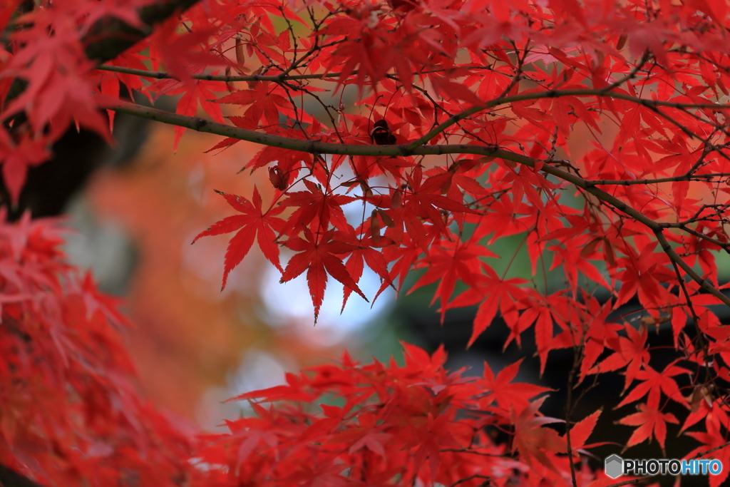 紅葉の季節