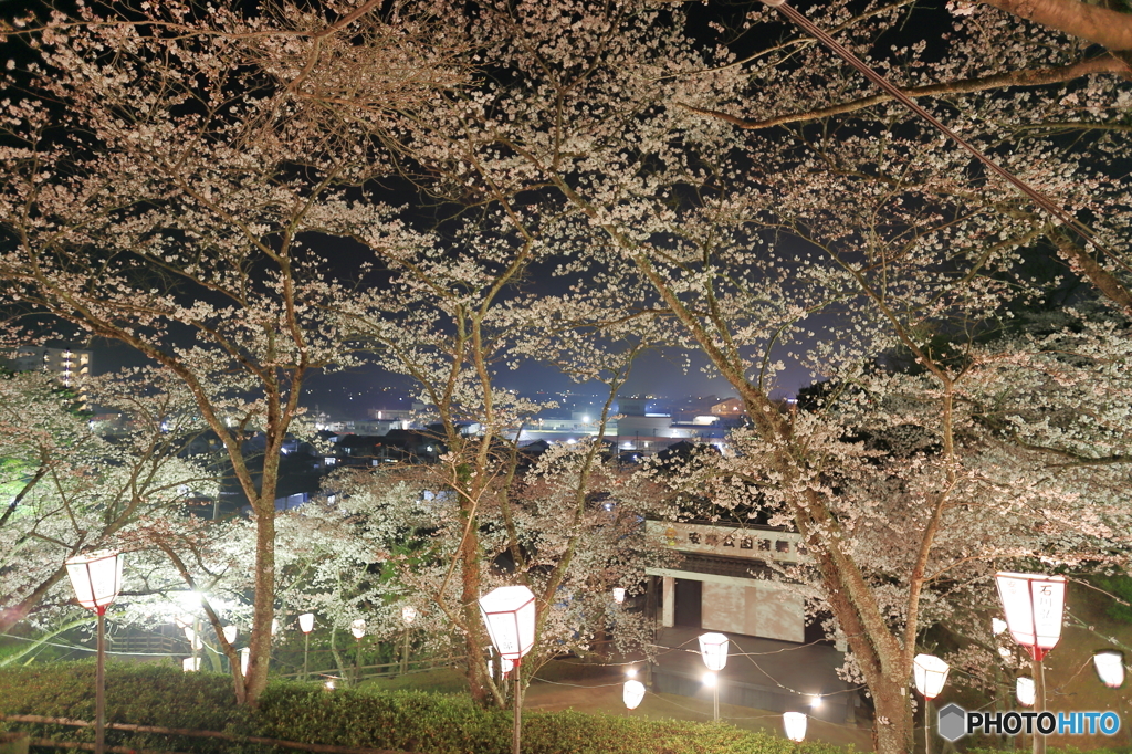 社日公園　夜桜夜景