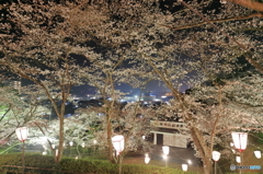 社日公園　夜桜夜景