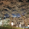 社日公園　夜桜夜景