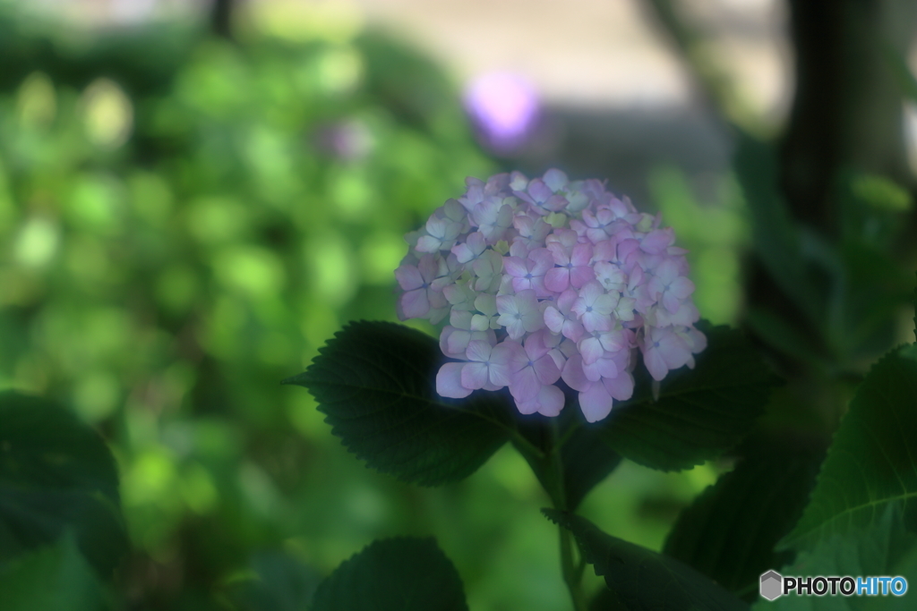 木陰に咲く