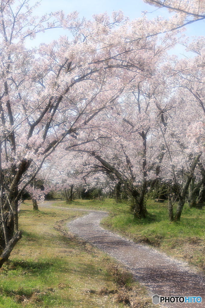桜小路