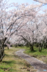 桜小路