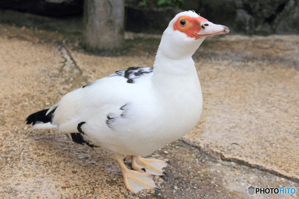 沖縄で見たよくわからん鳥