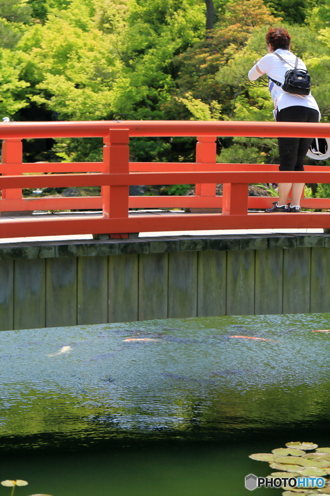 鯉よ　恋よ　来い　Ｋｏｉ　♪