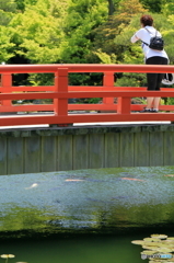 鯉よ　恋よ　来い　Ｋｏｉ　♪