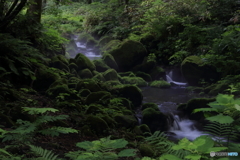 木谷沢渓流