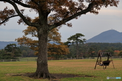 晩秋ブランコ