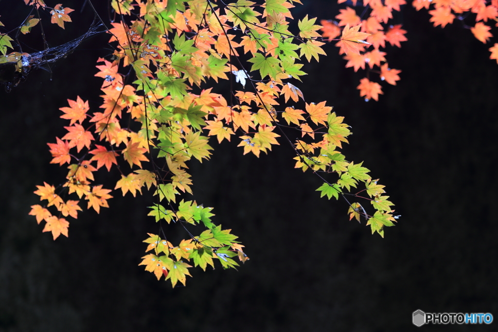 鬼の舌震　烏帽子岩の紅葉