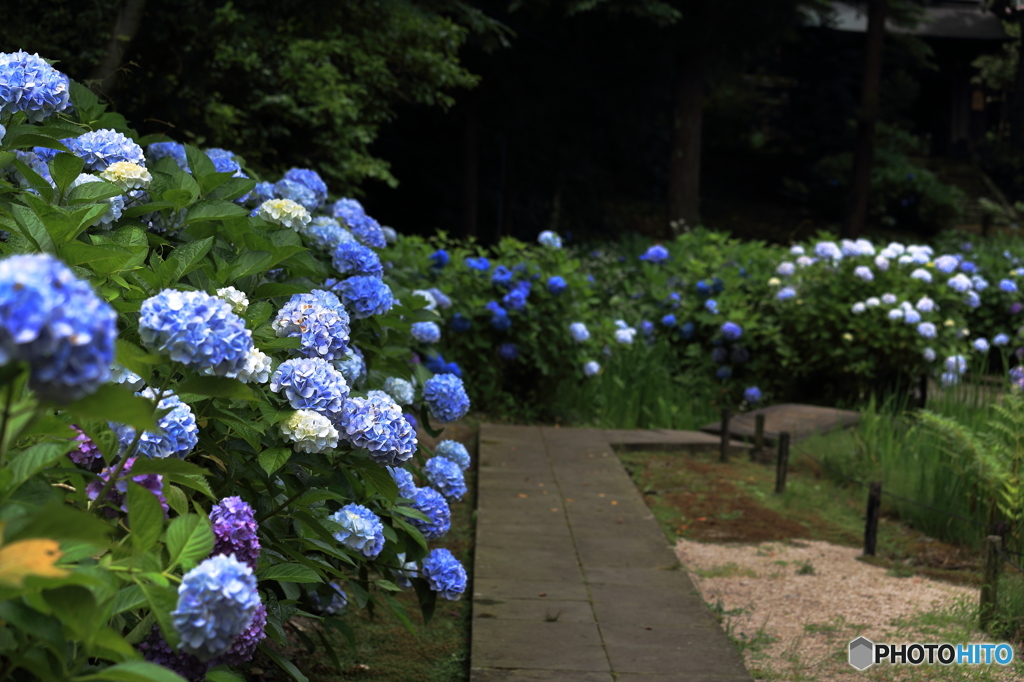 紫陽花小路