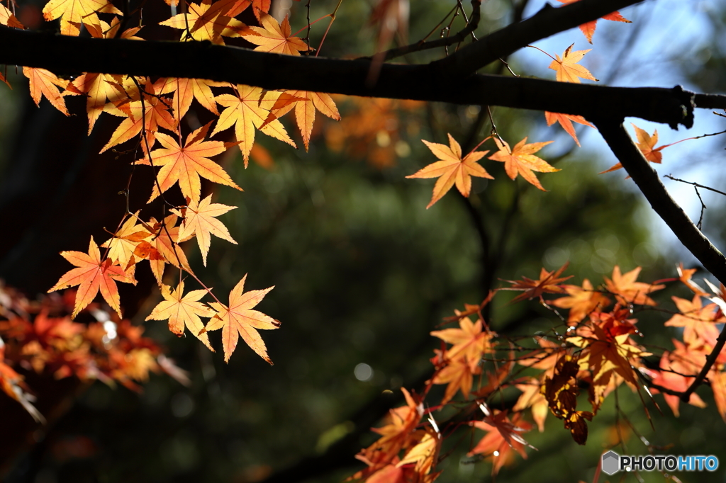 紅葉