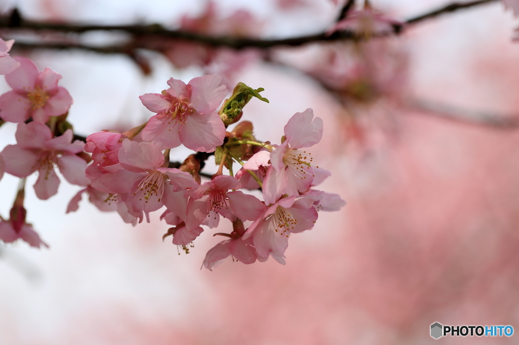 河津桜