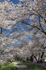 木次　桜