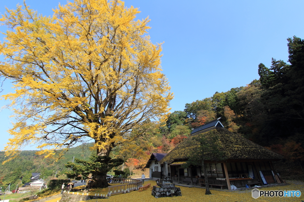 金言寺の大イチョウ