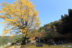 金言寺の大イチョウ