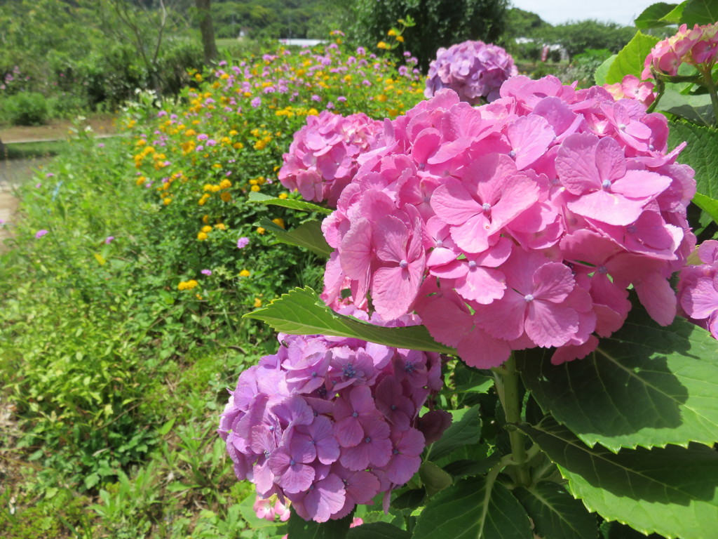 あじさいとお花たち