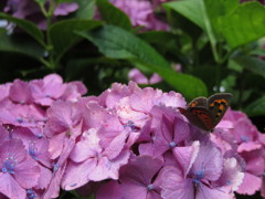 ここの蜜おいしい？