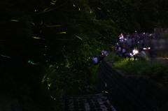 夏の夜の舞